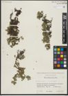 Foto von Salix serpyllifolia Scop.